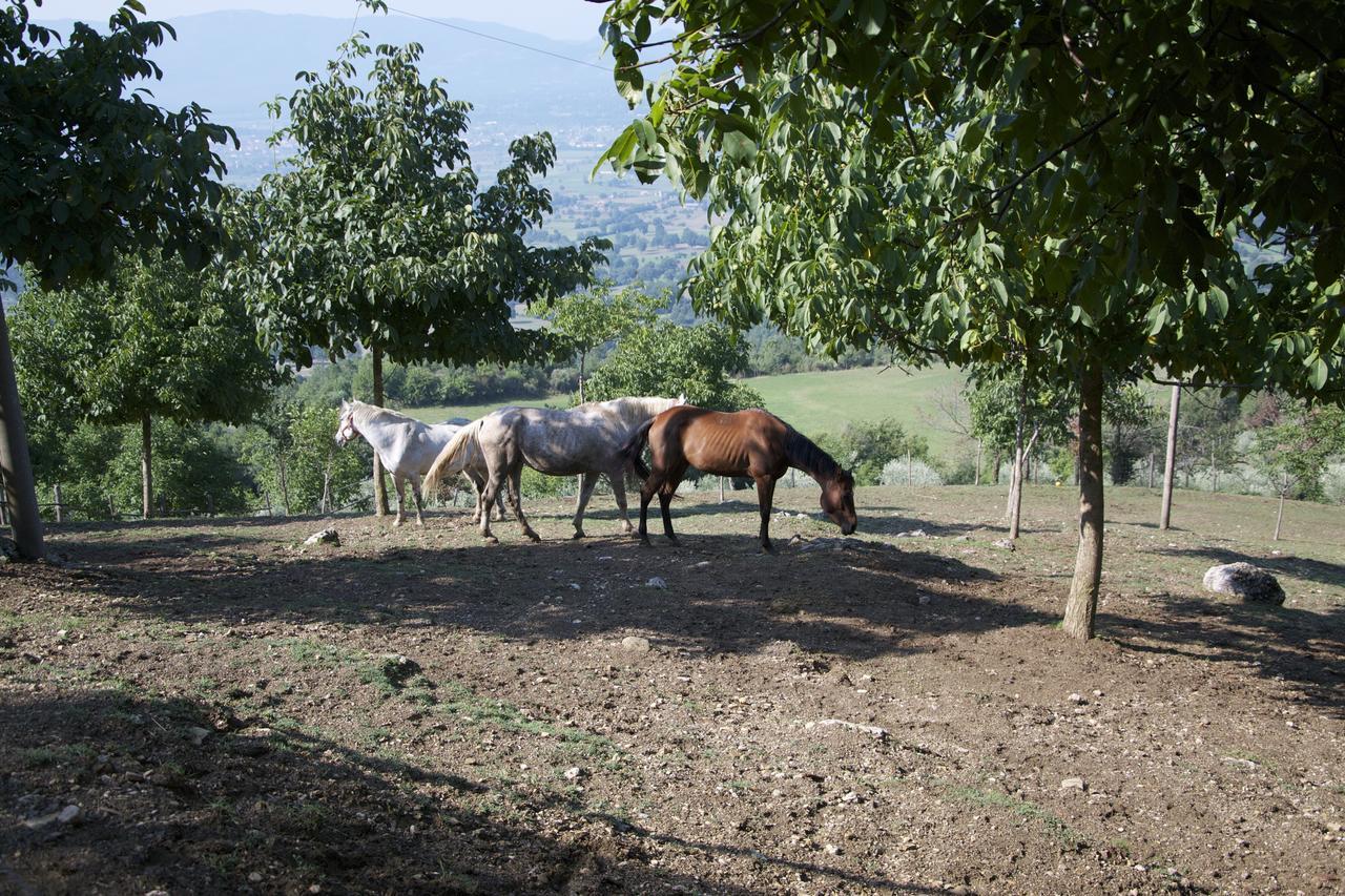 Fattoria Alvaneta Padula Bagian luar foto